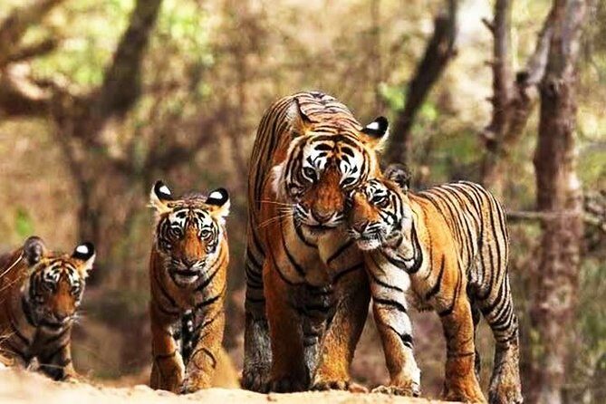 Ranthambhore Tiger Tour of Delhi, Agra, and Jaipur 5 Star Hotel - A Deep Dive into the Experience