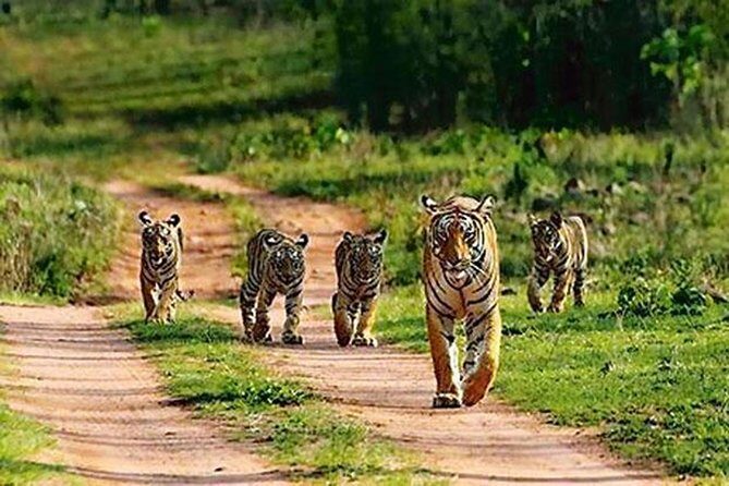 Ranthambhore Tour With One Ride Of Jungle By Gypsy - Key Points