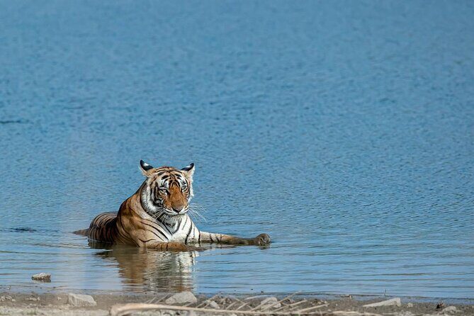Ranthambore Day Trip from Jaipur with Jeep / Canter Safari - Key Points