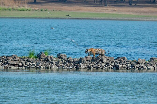 Ranthambore Day Trip from Jaipur with Jeep / Canter Safari - Who Is This Tour Best For?