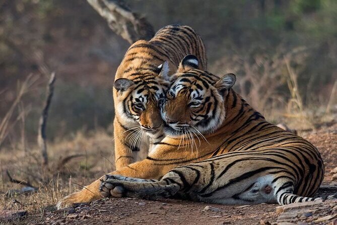 Ranthambore National Park one day safari From Jaipur - An In-Depth Look at the Tour Experience
