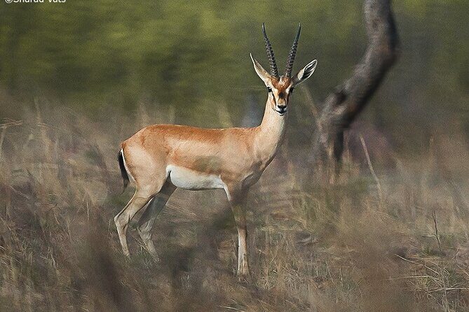 Ranthambore National Park one day safari From Jaipur - FAQ