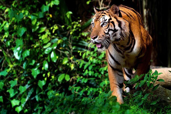 Ranthambore tiger reserve Assistance for Cantar Safari Tickets - Key Points