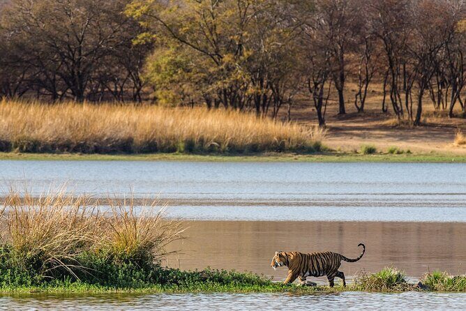 Ranthambore tiger reserve Assistance for Cantar Safari Tickets - Authentic Feedback from Travelers