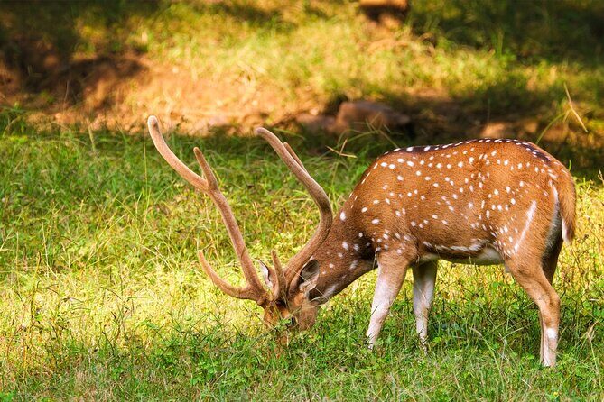 Ranthambore tiger reserve Assistance for Cantar Safari Tickets - Final Thoughts: Is This Tour Worth It?