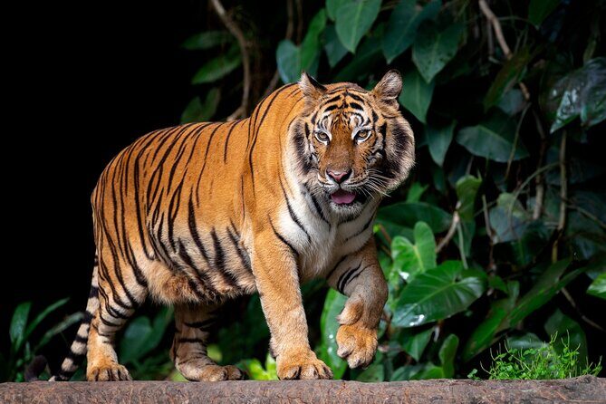 Ranthambore tiger reserve day trip from Jaipur All Inclusive - What Makes This Tour Stand Out