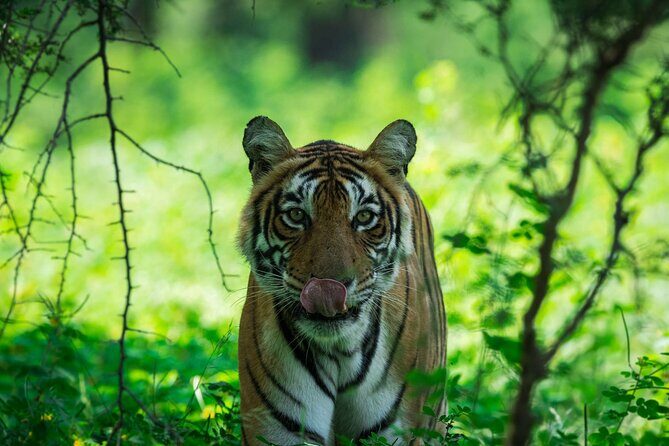 Ranthambore Tiger Safari In Gypsy 6 Seater All Inclusive visits - Why This Tour Checks the Boxes
