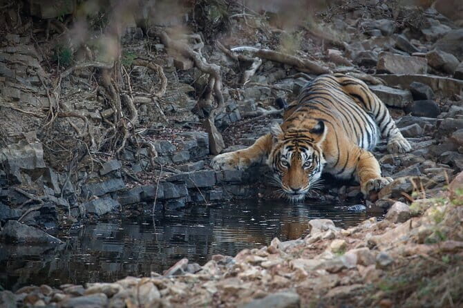 Ranthambore Tiger Safari Private Same Day Trip from Jaipur - An In-Depth Look at the Experience
