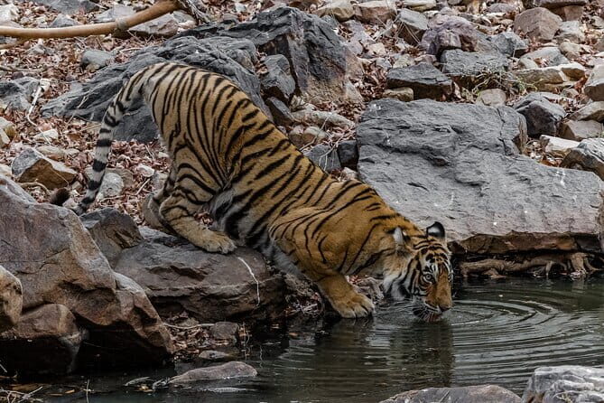 Ranthambore Tiger Safari Private Same Day Trip from Jaipur - FAQ