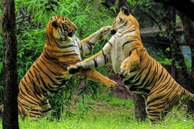 Ranthambore Tiger Safari Tickets With Optional Transfers - An In-Depth Look at the Ranthambore Tiger Safari
