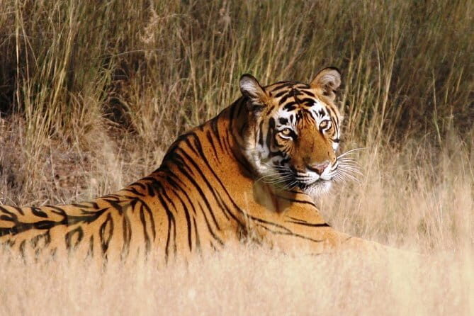 Ranthambore Tiger Safari Tickets With Optional Transfers - The Sum Up