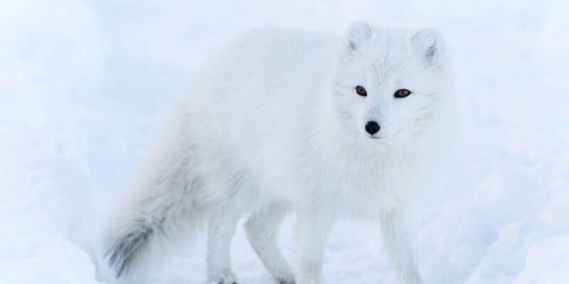 Ranua: Wildlife Park Experience with Buffet Lunch - An In-Depth Look at the Ranua Wildlife Park Experience