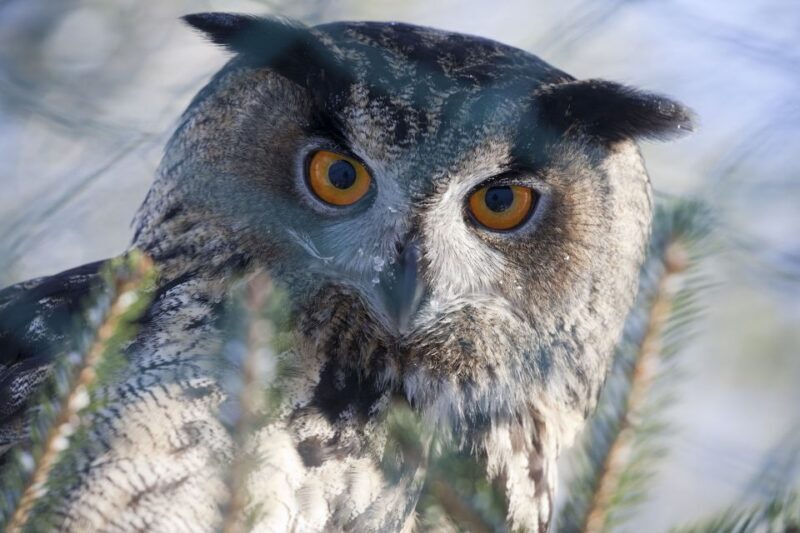 Ranua Wildlife Park Guided Tour from Rovaniemi, With Lunch - Final Thoughts: Who Will Love This Tour?