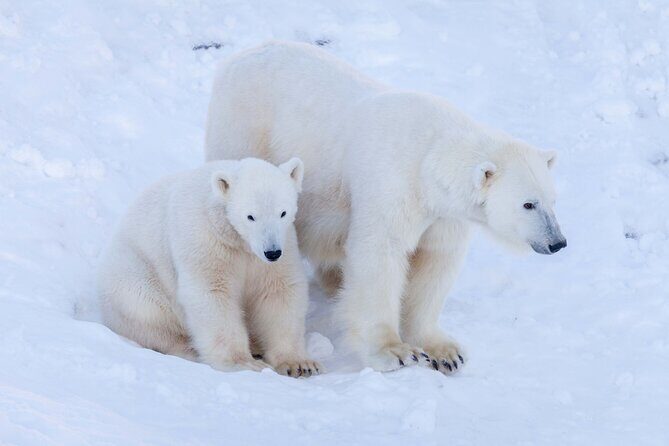 Ranua Wildlife Park Photography Tour - Key Points