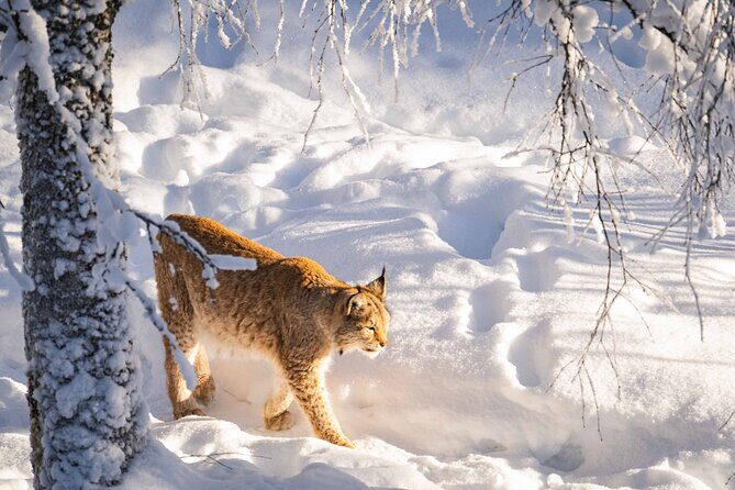 Ranua Wildlife Park Photography Tour - Who Is This Tour Best For?