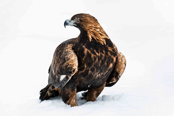 Ranua Wildlife Park Photography Tour - FAQ