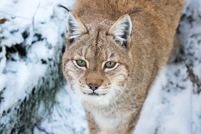 Ranua WildLife Zoo Park - Key Points