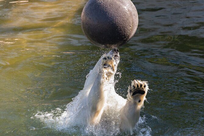 Ranua WildLife Zoo Park - Considerations and Caveats