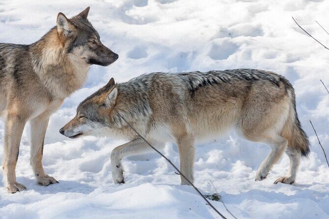 Ranua Zoo Family Tour from Rovaniemi - FAQ