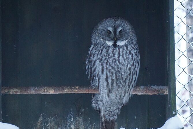 Ranua Zoo- Guided day tour from Rovaniemi - Who Would Love This Tour?