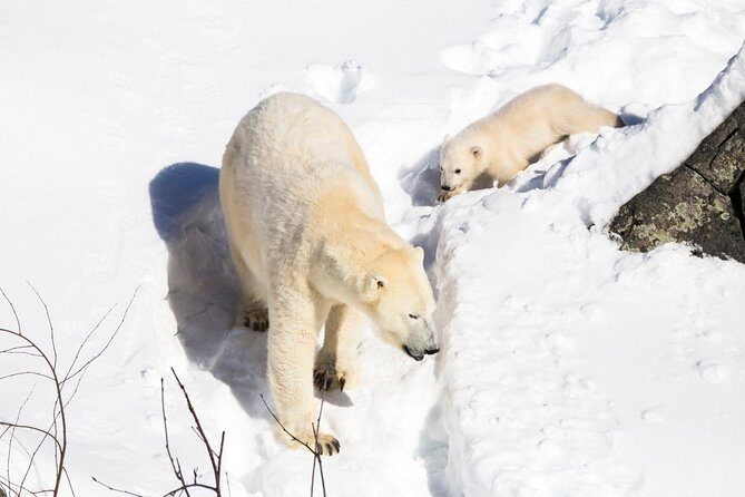 Ranua Zoo tour, optional lunch - The Sum Up: Who Is This Tour Best For?