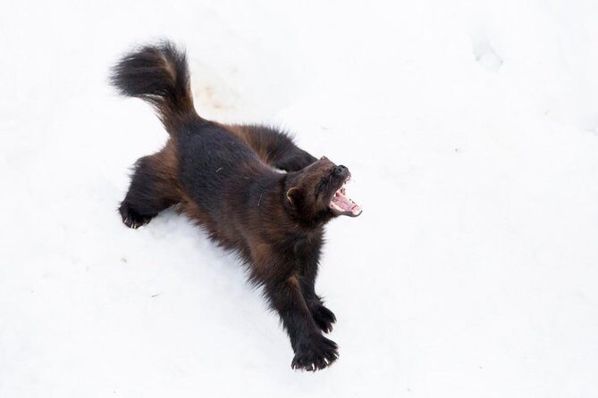 Ranua Zoo tour, optional lunch - FAQ