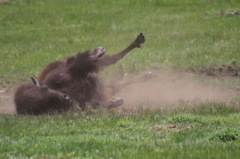 Rapid City: Black Hills Parks, Monuments & Mount Rushmore - Who Will Love This Tour?