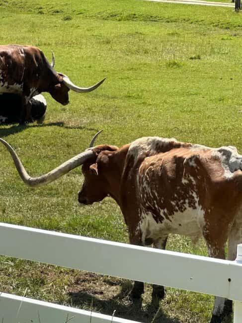 Rapid City: Black Hills Tour with Monument Tour - Key Points