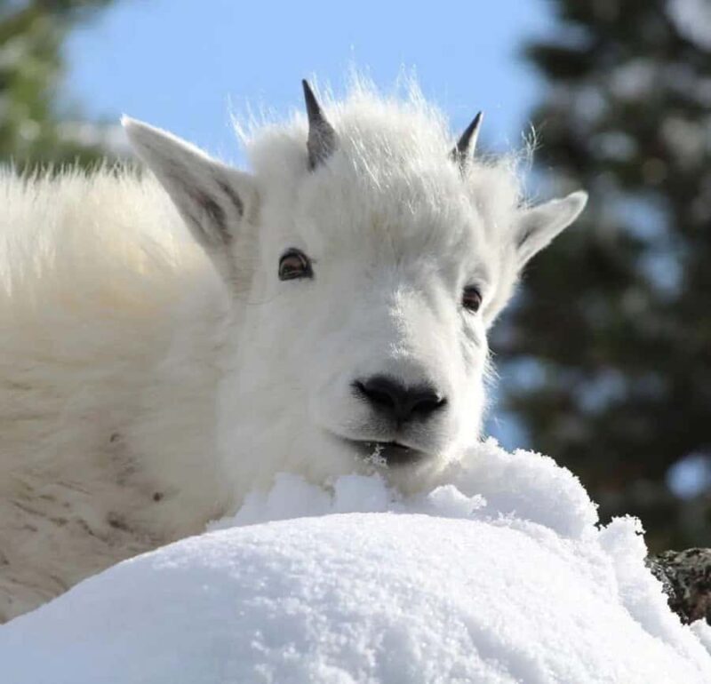 Rapid City: Mount Rushmore Winter Tour - Key Points