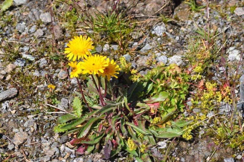 RARE PLANTS IN AOSTA VALLEY - FAQ