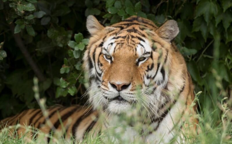 Ravenna: Safari Ravenna entrance ticket - Additional Attractions and Facilities