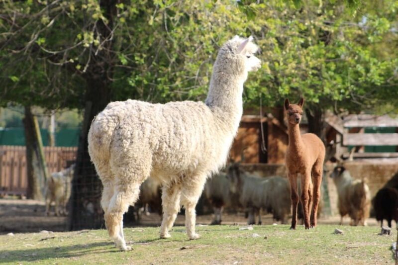 Ravenna: Safari Ravenna entrance ticket - Who Will Love This Experience?