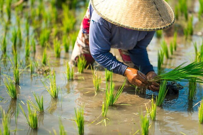 Real Experience of Being a Farmer in the Paddy - Real Experience of Being a Farmer in the Paddy