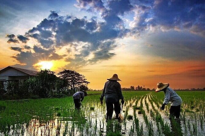 Real Experience of Being a Farmer in the Paddy - A Deep Dive Into the Tour Experience