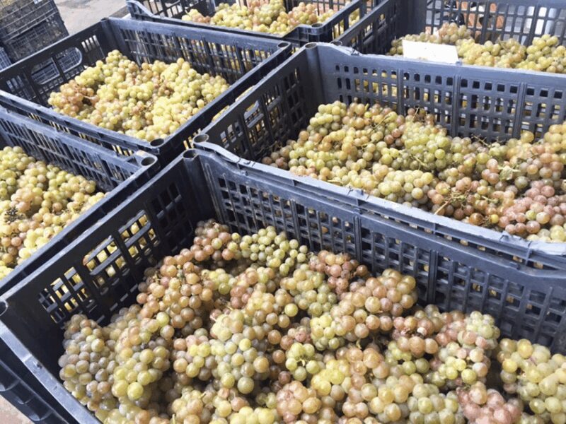 Recorrido + 3 vinos + Maridaje/Tour + 3 wines + Cheese board - Practical Details and Experience Quality