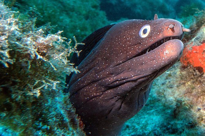 RECREATIONAL DIVE (certified divers only) : Explore Canarian Sealife - Key Points
