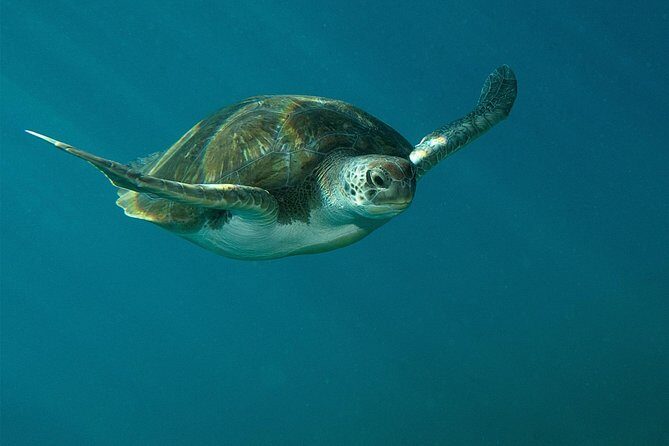 RECREATIONAL DIVE (certified divers only) : Explore Canarian Sealife - Overview of the Tenerife Dive Experience