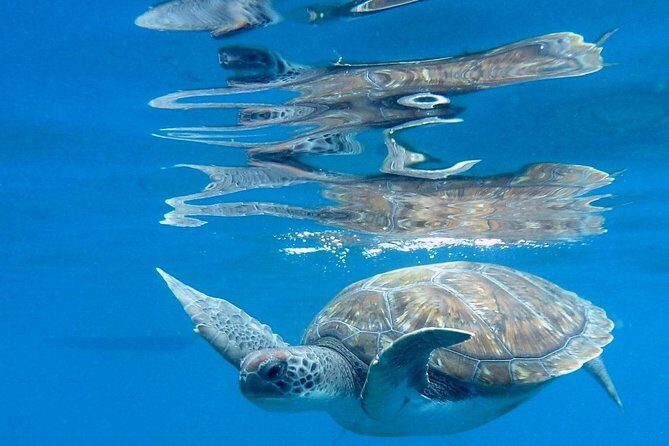 RECREATIONAL DIVE (certified divers only) : Explore Canarian Sealife - Equipment and Photos