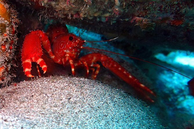 RECREATIONAL DIVE (certified divers only) : Explore Canarian Sealife - The Value of Small Group Dives