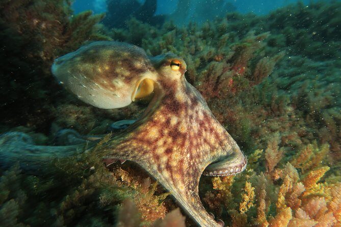 RECREATIONAL DIVE (certified divers only) : Explore Canarian Sealife - Practicalities: Booking, Timing, and What to Bring