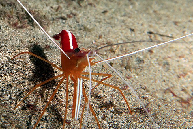 RECREATIONAL DIVE (certified divers only) : Explore Canarian Sealife - Who Should Consider This Experience?