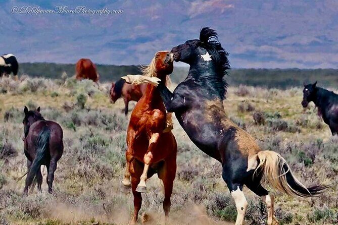 Red Canyon Wild Mustang Safari Truck Tours In Cody Wyoming! - What to Expect from the Red Canyon Mustang Safari