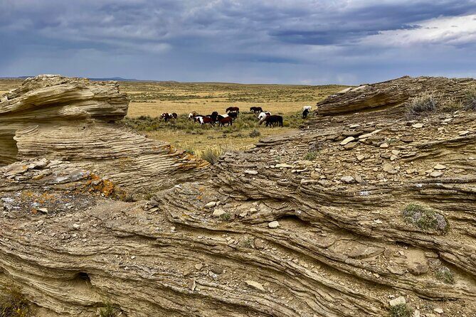Red Canyon Wild Mustang Safari Truck Tours In Cody Wyoming! - Who Should Consider This Tour?