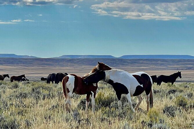 Red Canyon Wild Mustang Safari Truck Tours In Cody Wyoming! - Final Thoughts