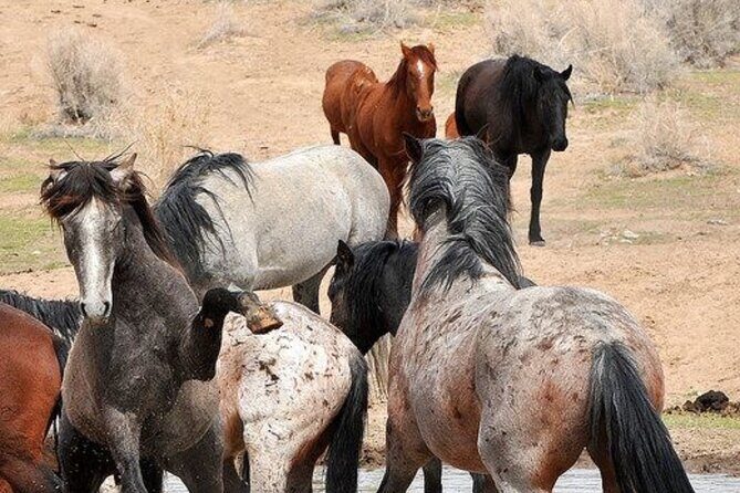 Red Canyon Wild Mustang Tours And Safaris In Cody Wyoming - Practical Details and Tips