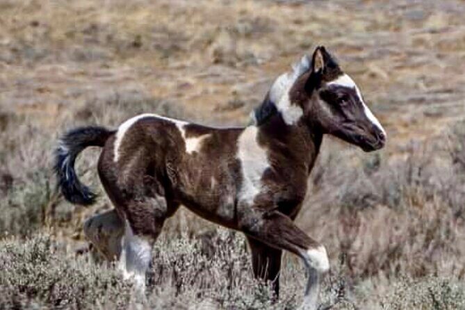 Red Canyon Wild Mustang Tours And Safaris In Cody Wyoming - The Sum Up: Who Will Love This Tour?