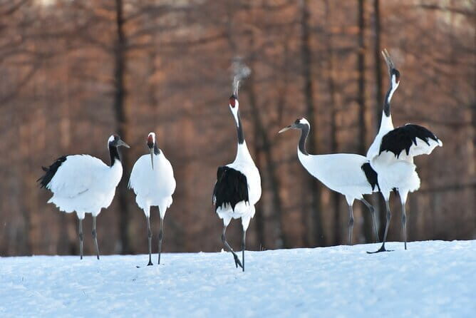 Red Crowned Crane and Wildlife Watching - Key Points