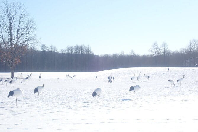Red Crowned Crane and Wildlife Watching - An In-Depth Look at the Wildlife Watching Tour in Kushiro