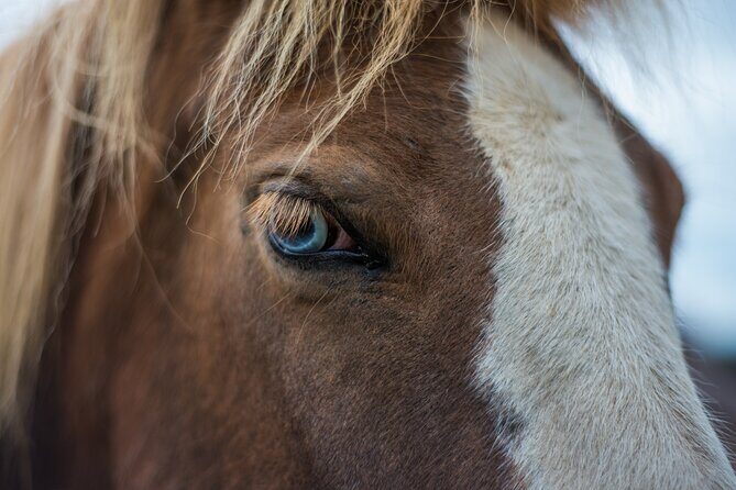 Red Lava Horse Riding Tour From Reykjavik - An Overview of the Horse Riding Adventure