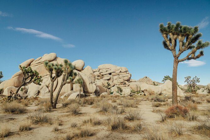 Red Rock Canyon & Calico Basin Self Guided Audio Tour - Authentic Experiences and Insights from Reviews